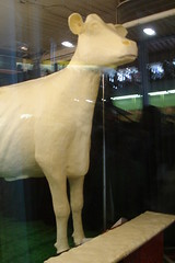 The Iowa State Fair Butter Cow